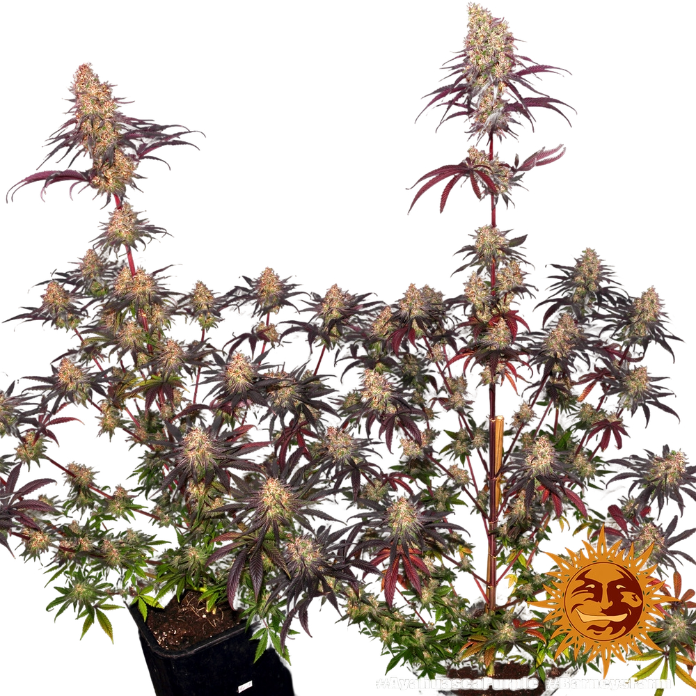 Ayahuasca Purple | PHOTOFEM | Barneys Farm - Freigestellt 2026-05-22