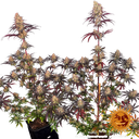 Ayahuasca Purple | PHOTOFEM | Barneys Farm - Freigestellt 2026-05-22