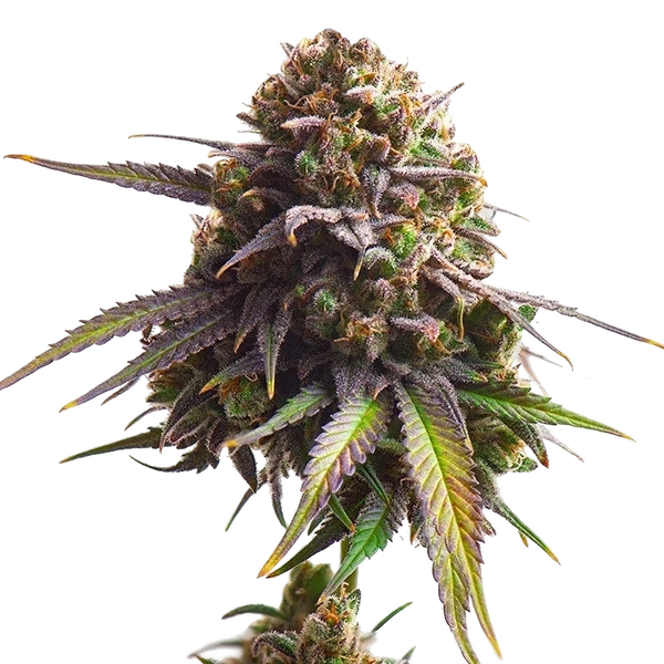 Biscotti | PHOTOFEM | Royal Queen Seeds - Freigestellt 2026-05-22