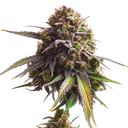 Biscotti | PHOTOFEM | Royal Queen Seeds - Freigestellt 2026-05-22