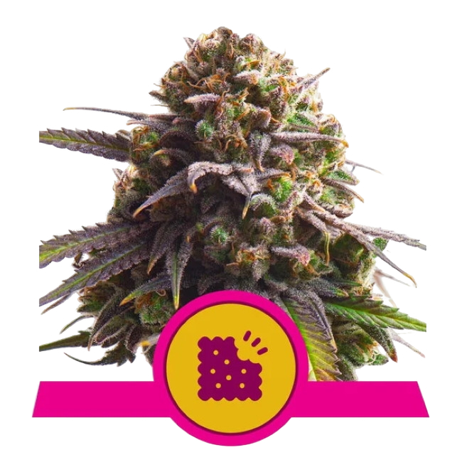 Biscotti | PHOTOFEM | Royal Queen Seeds - Freigestellt 2026-05-22