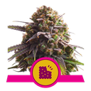 Biscotti | PHOTOFEM | Royal Queen Seeds - Freigestellt 2026-05-22