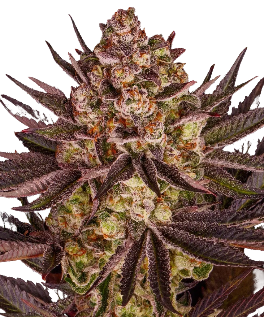 Biscotti Mintz | PHOTOFEM | Barneys Farm - Freigestellt 2026-05-22