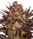 Biscotti Mintz | PHOTOFEM | Barneys Farm - Freigestellt 2026-05-22