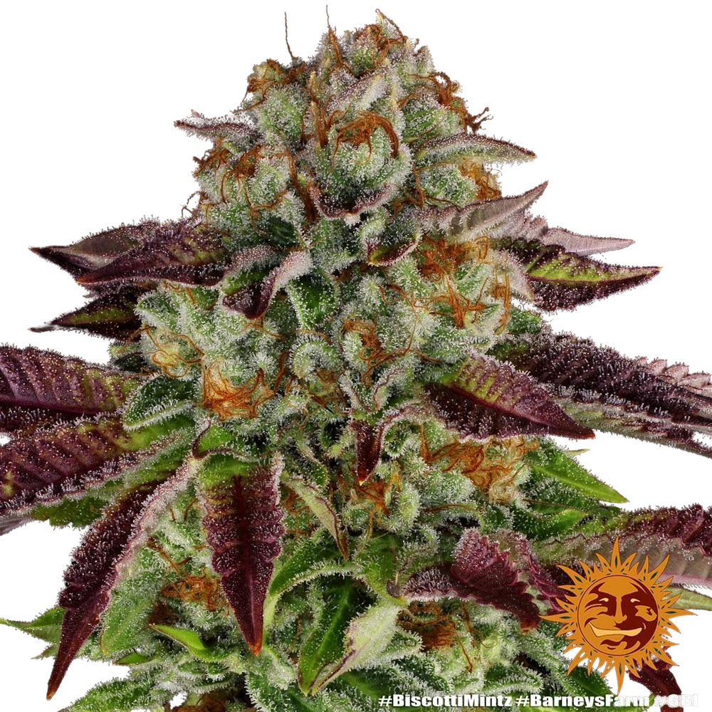Biscotti Mintz | PHOTOFEM | Barneys Farm - Freigestellt 2026-05-22