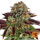 Biscotti Mintz | PHOTOFEM | Barneys Farm - Freigestellt 2026-05-22