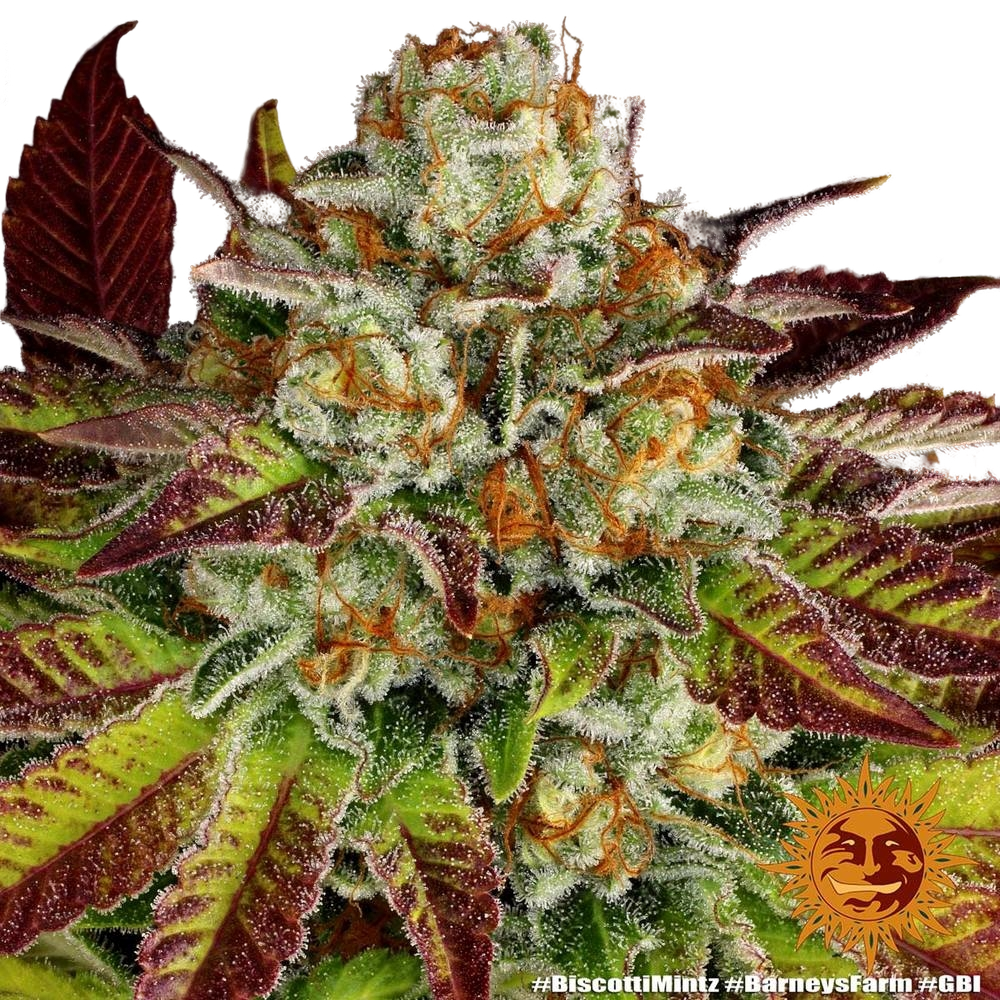 Biscotti Mintz | PHOTOFEM | Barneys Farm - Freigestellt 2026-05-22