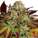 Biscotti Mintz | PHOTOFEM | Barneys Farm - Freigestellt 2026-05-22