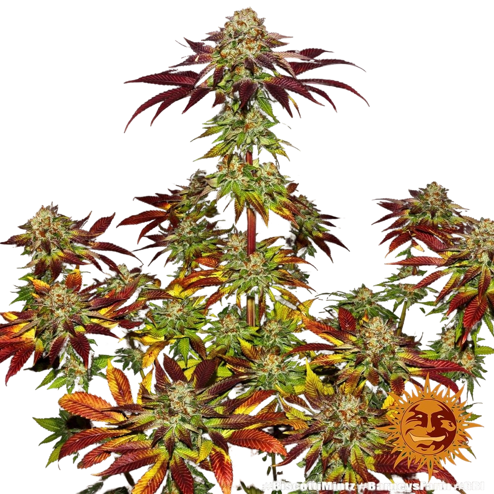 Biscotti Mintz | PHOTOFEM | Barneys Farm - Freigestellt 2026-05-22