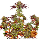 Biscotti Mintz | PHOTOFEM | Barneys Farm - Freigestellt 2026-05-22