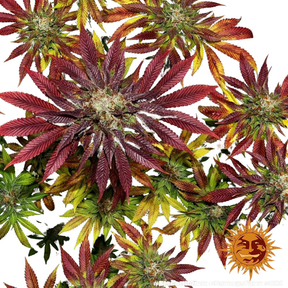 Biscotti Mintz | PHOTOFEM | Barneys Farm - Freigestellt 2026-05-22