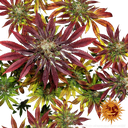 Biscotti Mintz | PHOTOFEM | Barneys Farm - Freigestellt 2026-05-22