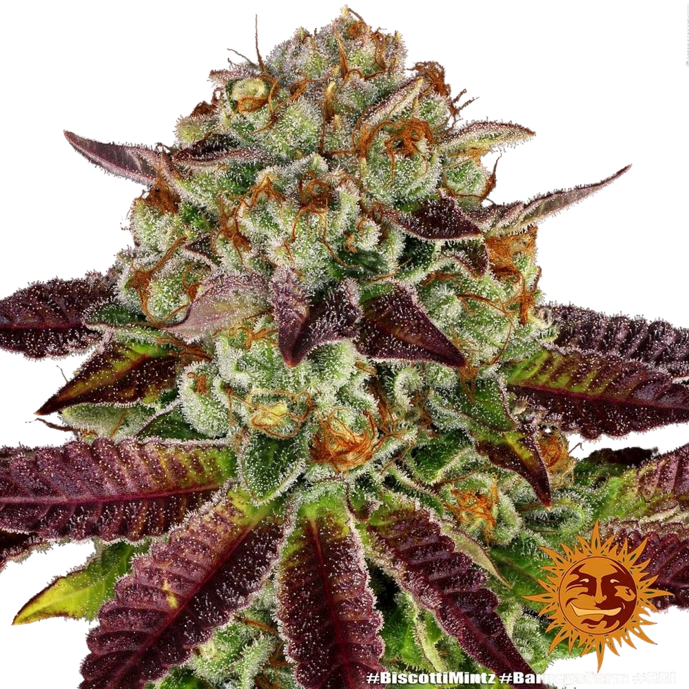 Biscotti Mintz | PHOTOFEM | Barneys Farm - Freigestellt 2026-05-22