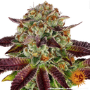 Biscotti Mintz | PHOTOFEM | Barneys Farm - Freigestellt 2026-05-22