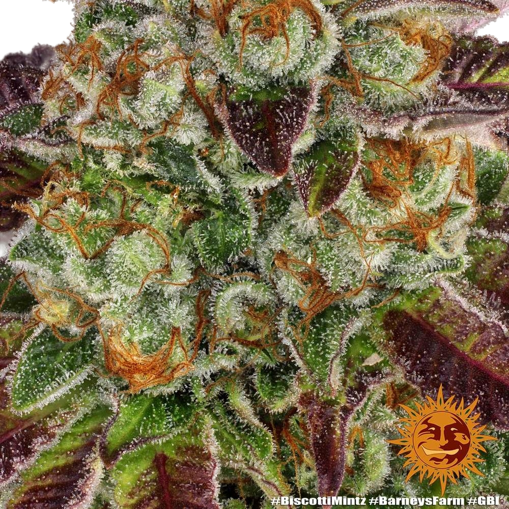 Biscotti Mintz | PHOTOFEM | Barneys Farm - Freigestellt 2026-05-22