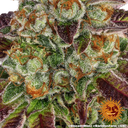 Biscotti Mintz | PHOTOFEM | Barneys Farm - Freigestellt 2026-05-22