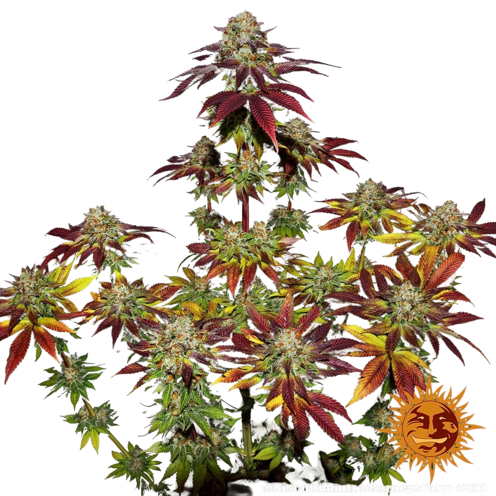 Biscotti Mintz | PHOTOFEM | Barneys Farm - Freigestellt 2026-05-22