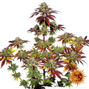 Biscotti Mintz | PHOTOFEM | Barneys Farm - Freigestellt 2026-05-22