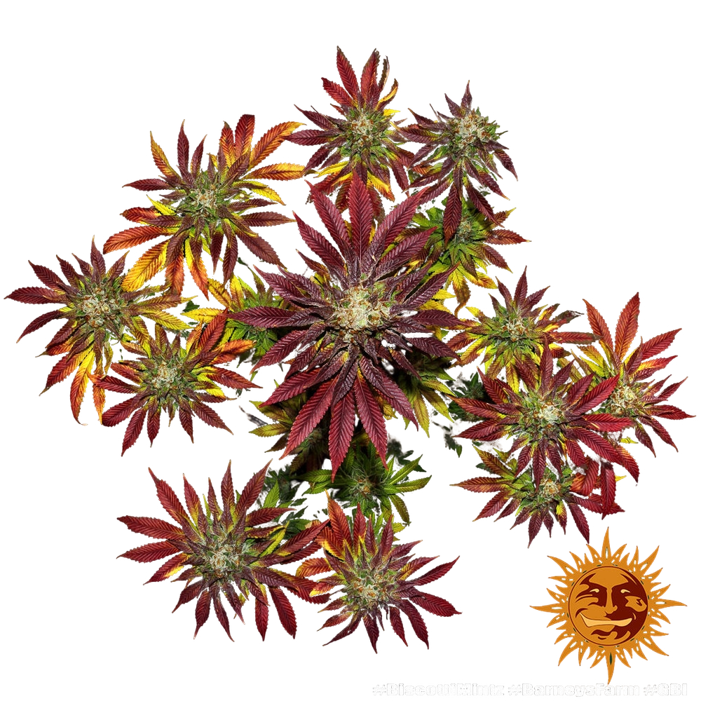 Biscotti Mintz | PHOTOFEM | Barneys Farm - Freigestellt 2026-05-22