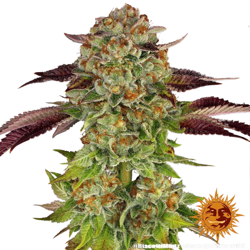 Biscotti Mintz | PHOTOFEM | Barneys Farm - Freigestellt 2026-05-22