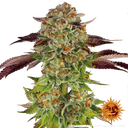 Biscotti Mintz | PHOTOFEM | Barneys Farm - Freigestellt 2026-05-22