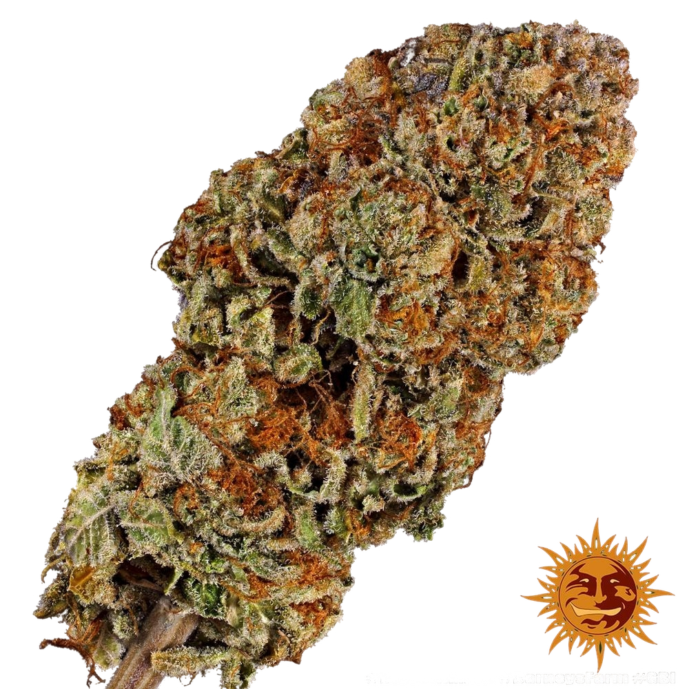 Biscotti Mintz | PHOTOFEM | Barneys Farm - Freigestellt 2026-05-22