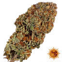 Biscotti Mintz | PHOTOFEM | Barneys Farm - Freigestellt 2026-05-22