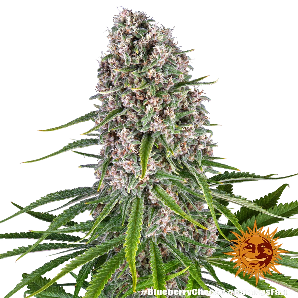 Blue Cheese | PHOTOFEM | Barneys Farm - Freigestellt 2026-05-22