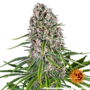Blue Cheese | PHOTOFEM | Barneys Farm - Freigestellt 2026-05-22