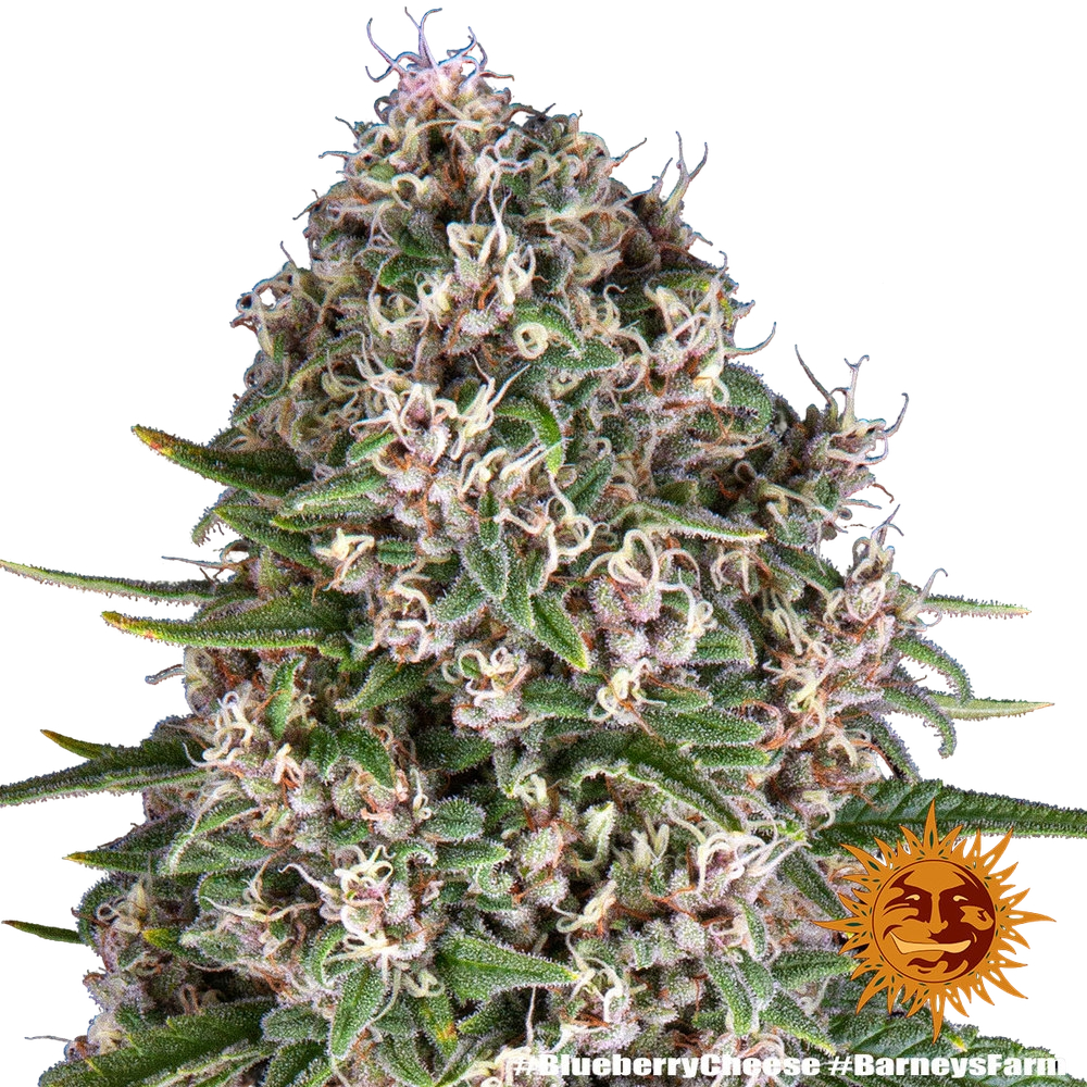 Blue Cheese | PHOTOFEM | Barneys Farm - Freigestellt 2026-05-22