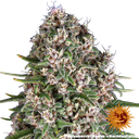 Blue Cheese | PHOTOFEM | Barneys Farm - Freigestellt 2026-05-22