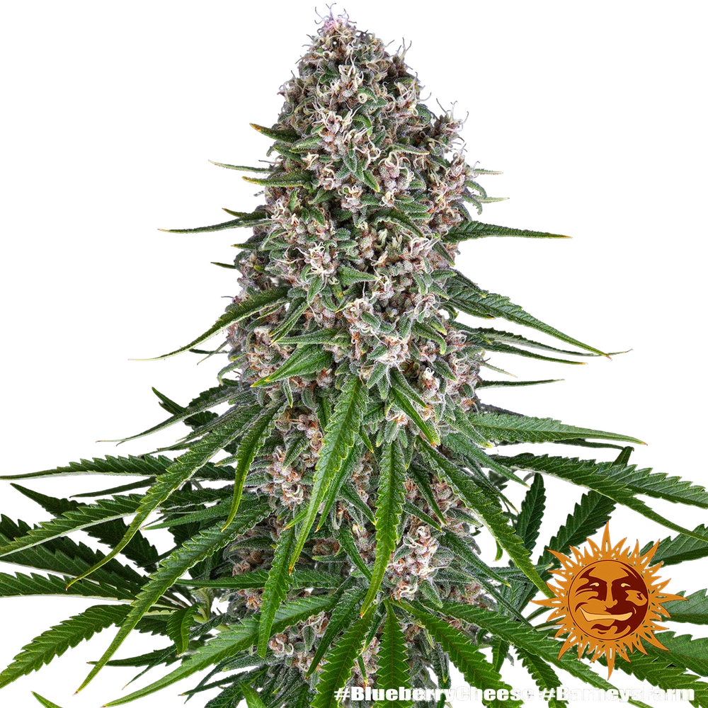 Blue Cheese | PHOTOFEM | Barneys Farm - Freigestellt 2026-05-22