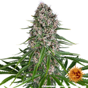 Blue Cheese | PHOTOFEM | Barneys Farm - Freigestellt 2026-05-22
