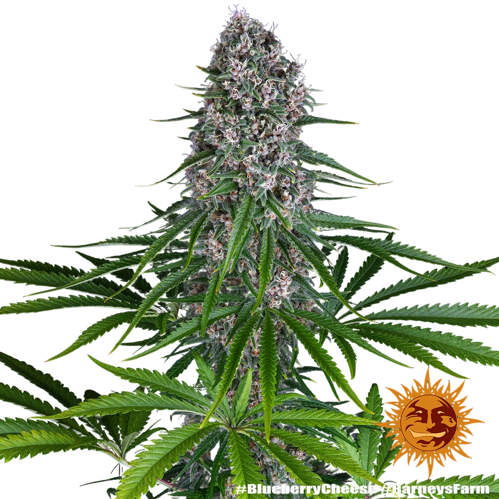 Blue Cheese | PHOTOFEM | Barneys Farm - Freigestellt 2026-05-22