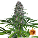Blue Cheese | PHOTOFEM | Barneys Farm - Freigestellt 2026-05-22