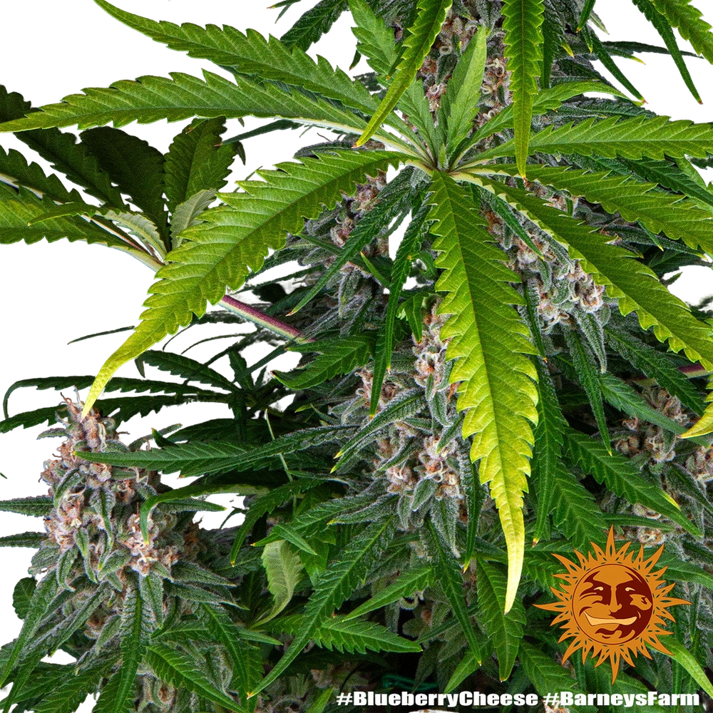 Blue Cheese | PHOTOFEM | Barneys Farm - Freigestellt 2026-05-22