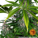Blue Cheese | PHOTOFEM | Barneys Farm - Freigestellt 2026-05-22