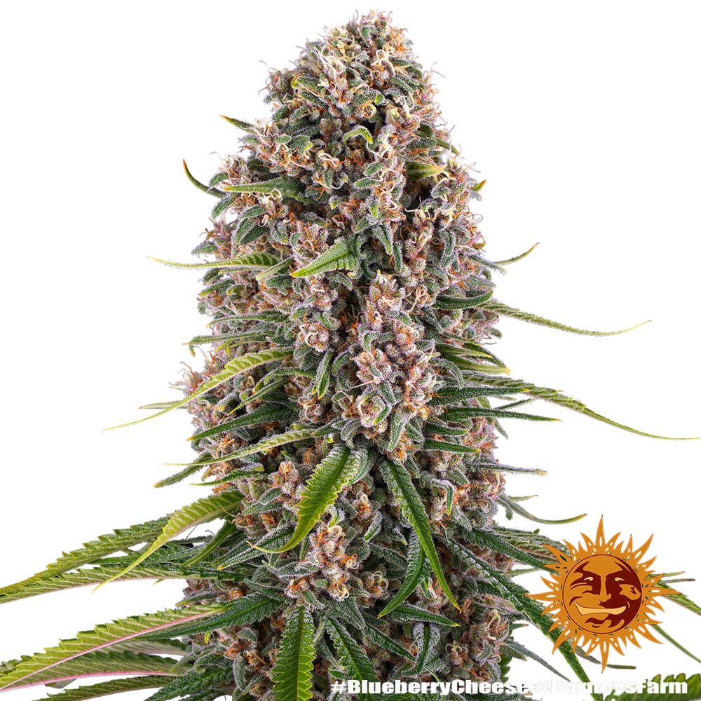 Blue Cheese | PHOTOFEM | Barneys Farm - Freigestellt 2026-05-22