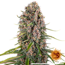 Blue Cheese | PHOTOFEM | Barneys Farm - Freigestellt 2026-05-22