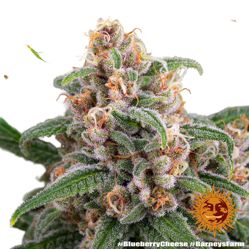 Blue Cheese | PHOTOFEM | Barneys Farm - Freigestellt 2026-05-22