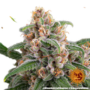 Blue Cheese | PHOTOFEM | Barneys Farm - Freigestellt 2026-05-22