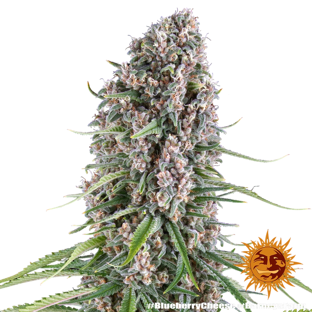 Blue Cheese | PHOTOFEM | Barneys Farm - Freigestellt 2026-05-22