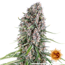 Blue Cheese | PHOTOFEM | Barneys Farm - Freigestellt 2026-05-22