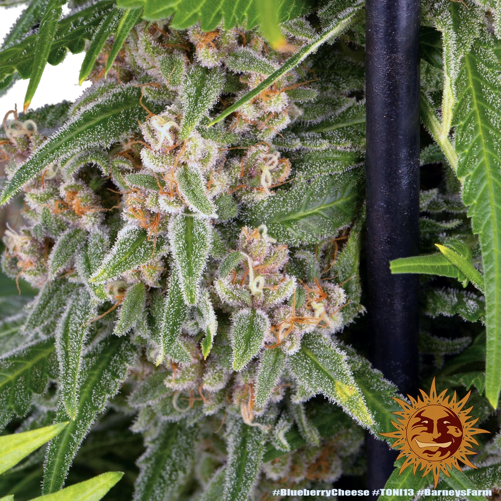 Blue Cheese | PHOTOFEM | Barneys Farm - Freigestellt 2026-05-22