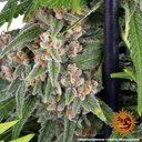 Blue Cheese | PHOTOFEM | Barneys Farm - Freigestellt 2026-05-22