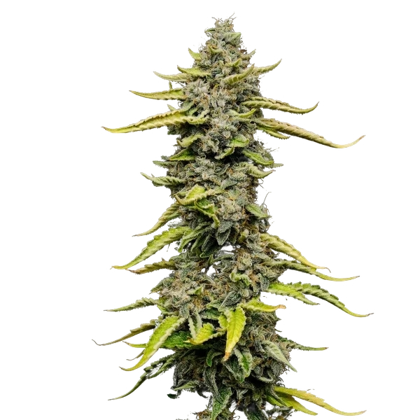 Blue Cheese | PHOTOFEM | Royal Queen Seeds - Freigestellt 2026-05-22