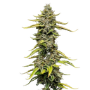 Blue Cheese | PHOTOFEM | Royal Queen Seeds - Freigestellt 2026-05-22