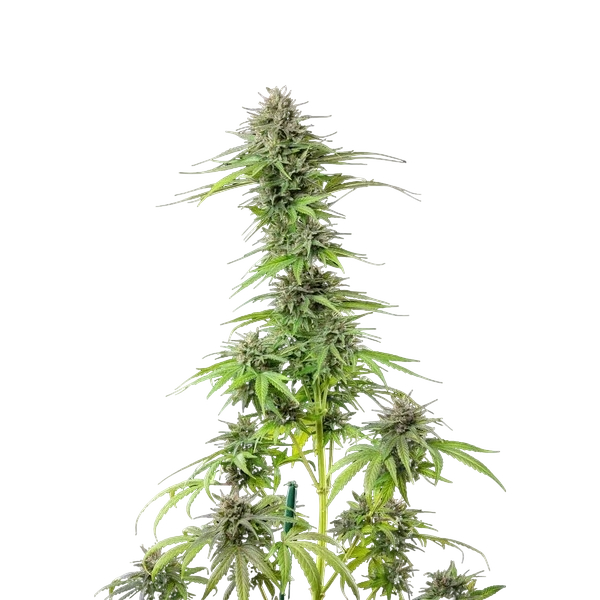 Blue Cheese | PHOTOFEM | Royal Queen Seeds - Freigestellt 2026-05-22