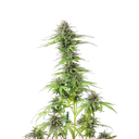 Blue Cheese | PHOTOFEM | Royal Queen Seeds - Freigestellt 2026-05-22