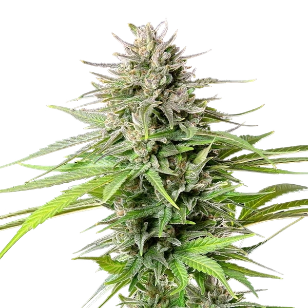 Blue Cheese | PHOTOFEM | Royal Queen Seeds - Freigestellt 2026-05-22